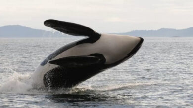 Ib Paus Orca atau Paus Pembunuh. Foto: BBC Indonesia