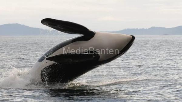 Ib Paus Orca atau Paus Pembunuh. Foto: BBC Indonesia