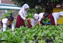 Pelajar SD di Kota Serang tengah belajar urban farming. Foto: Antara