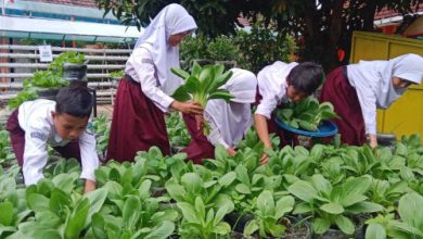 Pelajar SD di Kota Serang tengah belajar urban farming. Foto: Antara