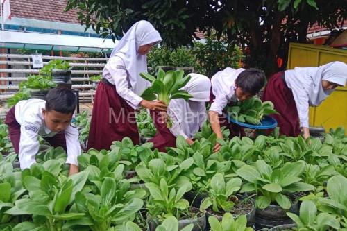Pelajar SD di Kota Serang tengah belajar urban farming. Foto: Antara