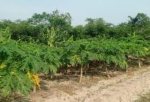 Kebun pepaya kalifornia. Foto Antara