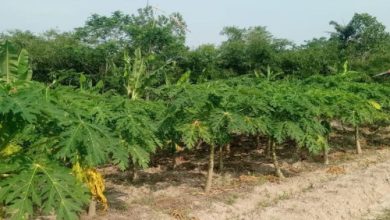 Kebun pepaya kalifornia. Foto Antara