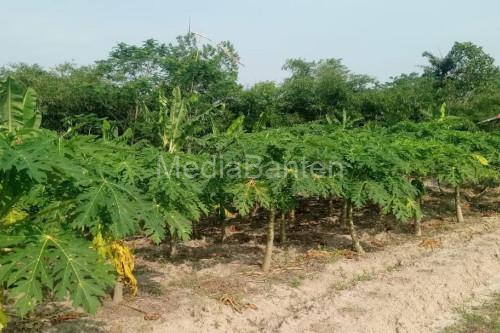 Kebun pepaya kalifornia. Foto Antara