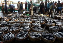 Transaksi di tempat pelelangan ikan. Foto: Istimewa