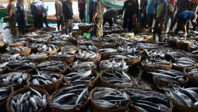Transaksi di tempat pelelangan ikan. Foto: Istimewa