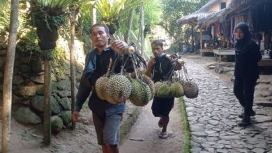 Para pemanggul durian Baduy. Foto: LKBN Antaraa