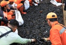 Ratusan ribu ikan sapu-sapu yang dibersihakn di Kali Ciliwung, Jakarta. Foto Antara