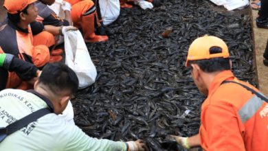 Ratusan ribu ikan sapu-sapu yang dibersihakn di Kali Ciliwung, Jakarta. Foto Antara