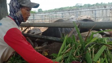 Pengembangan bibit kerbau unggul di Lebak. Foto: Antara