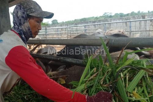 Pengembangan bibit kerbau unggul di Lebak. Foto: Antara