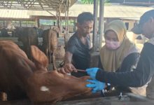 DKPP Kabupaten SErang melakukan pemeriksaan kesehatn hewan jelang Idul Adha. Foto Antara