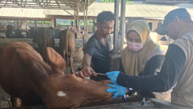 DKPP Kabupaten SErang melakukan pemeriksaan kesehatn hewan jelang Idul Adha. Foto Antara