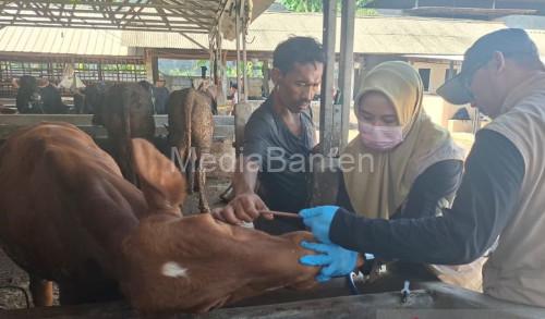 DKPP Kabupaten SErang melakukan pemeriksaan kesehatn hewan jelang Idul Adha. Foto Antara