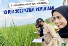 Upaya pemurnian benih Beras Kewal dilakukan KAPT Banten dan BPTP Kementan Pertanian di Serang. Foto: KAPT Banten