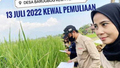 Upaya pemurnian benih Beras Kewal dilakukan KAPT Banten dan BPTP Kementan Pertanian di Serang. Foto: KAPT Banten