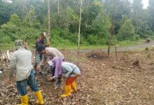Polres Lebak bersama Poktan melakukan penanaman jagung di Cijaku. Foto Antara