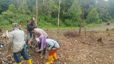 Polres Lebak bersama Poktan melakukan penanaman jagung di Cijaku. Foto Antara