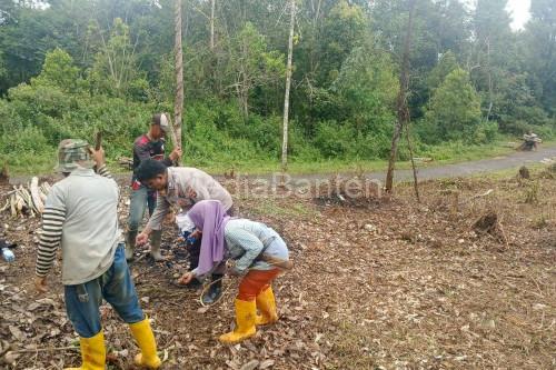 Polres Lebak bersama Poktan melakukan penanaman jagung di Cijaku. Foto Antara