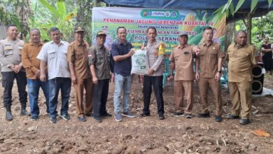 Polsek Cikande melakukan penanaman jagung serentak. Foto Yono