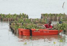 Penanaman mangrove bagian dari komitmen ESG dari ABMM. Foto: Alika