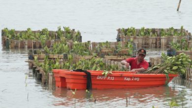 Penanaman mangrove bagian dari komitmen ESG dari ABMM. Foto: Alika