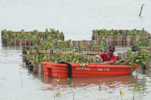 Penanaman mangrove bagian dari komitmen ESG dari ABMM. Foto: Alika