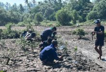 Penanaman pohon mangrove di Kabupaten Pandeglang. Foto Nana Amdan