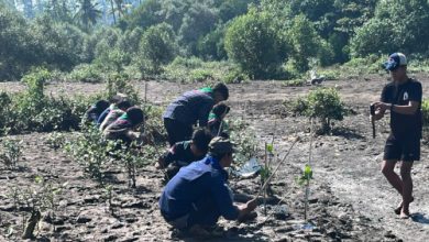 Penanaman pohon mangrove di Kabupaten Pandeglang. Foto Nana Amdan