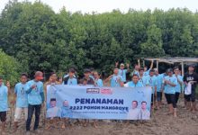 Penanaman pohon mangrove oleh Milenial Serang Bahagia. Foto: Yono