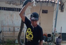 Abah Sandaria menangkap ular king kobra sepanjang 4 meter. Foto Daeng Yusvin