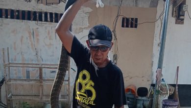 Abah Sandaria menangkap ular king kobra sepanjang 4 meter. Foto Daeng Yusvin