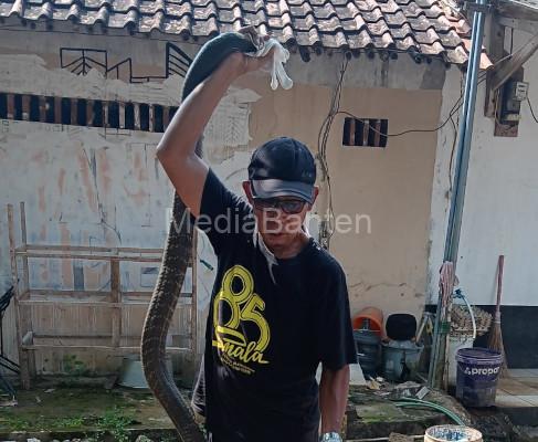 Abah Sandaria menangkap ular king kobra sepanjang 4 meter. Foto Daeng Yusvin