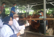 Pencanangan vaksinasi PMK tahun 2023 di Banten. Foto: Biro Adpim Banten