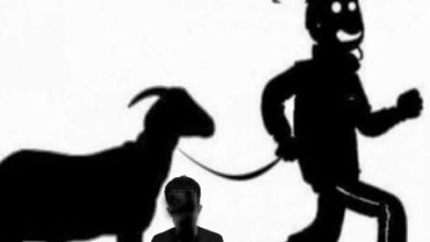 Ilustrasi pencurian kambing. Foto: Istiemewa