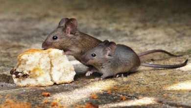 Tikus. Foto: Istimewa