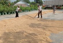 Gabah yang tengah dijemur di Lebak. Foto: LKBN Antara