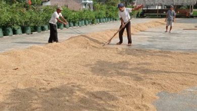 Gabah yang tengah dijemur di Lebak. Foto: LKBN Antara