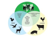 zoonosis