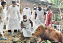 Penanganan PMK untuk sapi. Foto VoaIndonesia