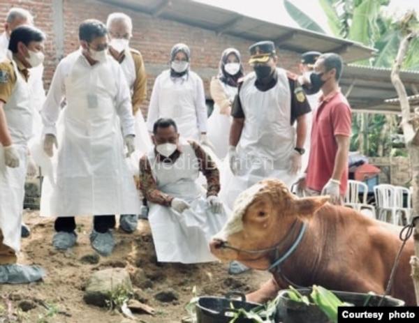 Penanganan PMK untuk sapi. Foto VoaIndonesia