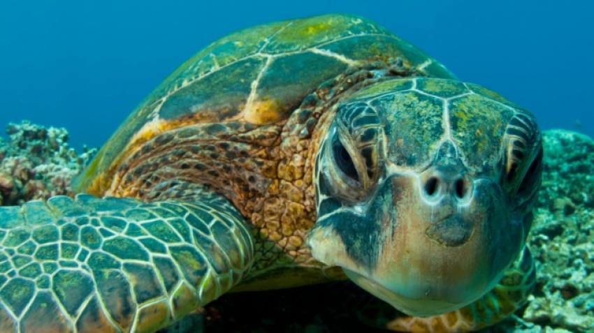 Среда обитания зеленой черепахи. Зеленая (суповая морская черепаха). Зелёная черепаха Chelonia mydas. Отряд черепахи (Chelonia). Восточная (Тихоокеанская) зелёная черепаха.