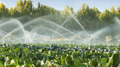 Ilustrasi Pertanian Modern. Foto: Istimewa