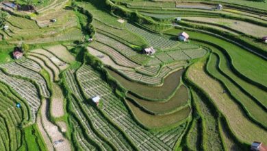 Pertanian di lereng Cisarua, Kabupaten Bandung Barat. Foto Antara