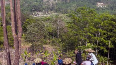 Petani Baduy mulai menanam padi huma secara sernetak. Foto: Antara