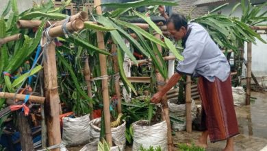 Salah satu petani buah naga di Pandegalng. Foto Antara