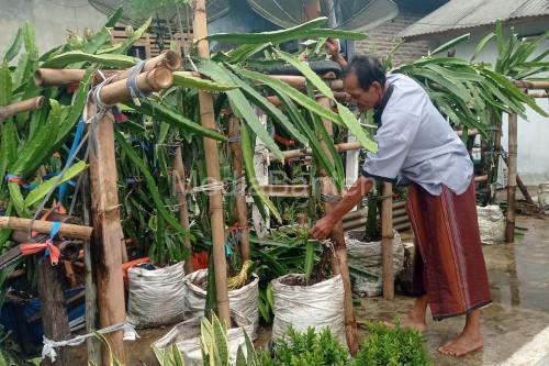 Salah satu petani buah naga di Pandegalng. Foto Antara