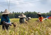 Petani Kabupaten Serang saat panen padi. Foto: Antara