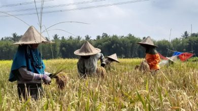 Petani Kabupaten Serang saat panen padi. Foto: Antara
