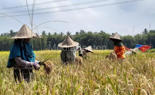 Petani Kabupaten Serang saat panen padi. Foto: Antara